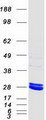 MMAB Protein - Purified recombinant protein MMAB was analyzed by SDS-PAGE gel and Coomassie Blue Staining