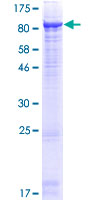 MME / CD10 Protein - 12.5% SDS-PAGE of human MME stained with Coomassie Blue
