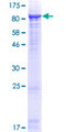 MME / CD10 Protein - 12.5% SDS-PAGE of human MME stained with Coomassie Blue