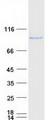 MME / CD10 Protein - Purified recombinant protein MME was analyzed by SDS-PAGE gel and Coomassie Blue Staining