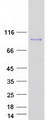 MME / CD10 Protein - Purified recombinant protein MME was analyzed by SDS-PAGE gel and Coomassie Blue Staining