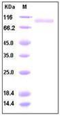 MME / CD10 Protein