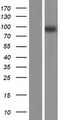 MMEL1 Protein - Western validation with an anti-DDK antibody * L: Control HEK293 lysate R: Over-expression lysate