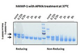 MMP1 Protein - Human MMP-1 (~54 kD) was activated by 1 mM of p-Aminophenylmercuric acetate (APMA) at different time points at 37°C. After 1 h of activation, the mature form hMMP-1 (~45 kD) could be readily observed. Samples at reducing and non-reducing condition were resolved in a SDS-PAGE. Molecular weight markers at 250, 150, 100, 70, 55 kD were labeled here. Protein per lane: 2.5 µg
