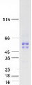 MMP1 Protein - Purified recombinant protein MMP1 was analyzed by SDS-PAGE gel and Coomassie Blue Staining