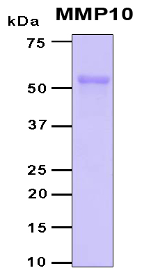 MMP10 Protein