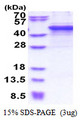 MMP10 Protein