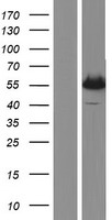 MMP11 Protein - Western validation with an anti-DDK antibody * L: Control HEK293 lysate R: Over-expression lysate