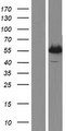 MMP11 Protein - Western validation with an anti-DDK antibody * L: Control HEK293 lysate R: Over-expression lysate
