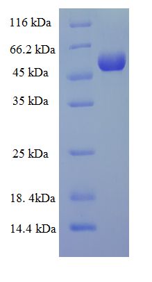 MMP13 Protein