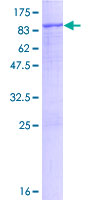 MMP2 Protein - 12.5% SDS-PAGE of human MMP2 stained with Coomassie Blue