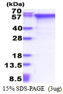 MMP2 Protein