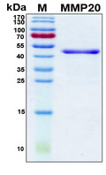 MMP20 Protein