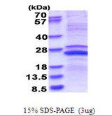 MMP23 Protein