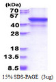 MMP28 Protein