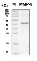 MMP8 Protein