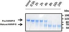 MMP9 / Gelatinase B Protein - Activity of activated human MMP-9 was measured by its ability to cleave the fluorogenic peptide Mca-PLGL-Dpa-AR-NH2B.