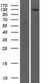MMRN2 / Emilin 3 / EndoGlyx-1 Protein - Western validation with an anti-DDK antibody * L: Control HEK293 lysate R: Over-expression lysate