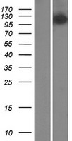 MMS19 Protein - Western validation with an anti-DDK antibody * L: Control HEK293 lysate R: Over-expression lysate