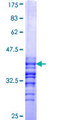 MN1 Protein - 12.5% SDS-PAGE Stained with Coomassie Blue.