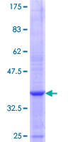 MNDA Protein - 12.5% SDS-PAGE Stained with Coomassie Blue.
