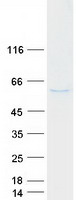 MNDA Protein - Purified recombinant protein MNDA was analyzed by SDS-PAGE gel and Coomassie Blue Staining