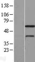 MNS1 Protein - Western validation with an anti-DDK antibody * L: Control HEK293 lysate R: Over-expression lysate