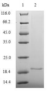 MOAP1 / MAP1 Protein - (Tris-Glycine gel) Discontinuous SDS-PAGE (reduced) with 5% enrichment gel and 15% separation gel.