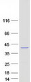 MOAP1 / MAP1 Protein - Purified recombinant protein MOAP1 was analyzed by SDS-PAGE gel and Coomassie Blue Staining
