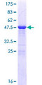 MOB1A Protein - 12.5% SDS-PAGE of human MOBKL1B stained with Coomassie Blue