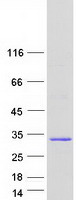 MOB1A Protein - Purified recombinant protein MOB1A was analyzed by SDS-PAGE gel and Coomassie Blue Staining