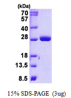 MOB1B / MOBKL1A Protein