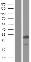 MOB2 Protein - Western validation with an anti-DDK antibody * L: Control HEK293 lysate R: Over-expression lysate