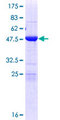 MOB3A / MOBKL2A Protein - 12.5% SDS-PAGE of human MOBKL2A stained with Coomassie Blue