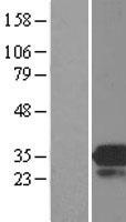 MOB4 / PHOCN Protein - Western validation with an anti-DDK antibody * L: Control HEK293 lysate R: Over-expression lysate