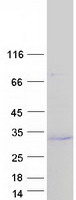 MOB4 / PHOCN Protein - Purified recombinant protein MOB4 was analyzed by SDS-PAGE gel and Coomassie Blue Staining