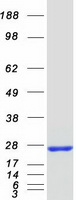 MOBKL2B / MOB3B Protein - Purified recombinant protein MOB3B was analyzed by SDS-PAGE gel and Coomassie Blue Staining