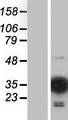 MOBKL2C / MOB3C Protein - Western validation with an anti-DDK antibody * L: Control HEK293 lysate R: Over-expression lysate
