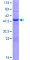 MOBKL2C / MOB3C Protein - 12.5% SDS-PAGE of human MOBKL2C stained with Coomassie Blue