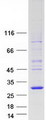 MOBKL2C / MOB3C Protein - Purified recombinant protein MOB3C was analyzed by SDS-PAGE gel and Coomassie Blue Staining