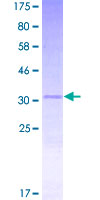 MOBP Protein - 12.5% SDS-PAGE of human MOBP stained with Coomassie Blue