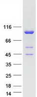 MOCOS / MoCo Sulfurase Protein - Purified recombinant protein MOCOS was analyzed by SDS-PAGE gel and Coomassie Blue Staining