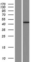 MOCS1 Protein - Western validation with an anti-DDK antibody * L: Control HEK293 lysate R: Over-expression lysate