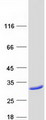 MOCS2 Protein - Purified recombinant protein MOCS2 was analyzed by SDS-PAGE gel and Coomassie Blue Staining