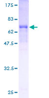 MOCS3 Protein - 12.5% SDS-PAGE of human MOCS3 stained with Coomassie Blue