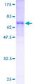 MOCS3 Protein - 12.5% SDS-PAGE of human MOCS3 stained with Coomassie Blue