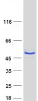 MOCS3 Protein - Purified recombinant protein MOCS3 was analyzed by SDS-PAGE gel and Coomassie Blue Staining