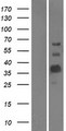 MOG Protein - Western validation with an anti-DDK antibody * L: Control HEK293 lysate R: Over-expression lysate
