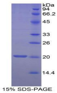 MOG Protein - Recombinant Myelin Oligodendrocyte Glycoprotein By SDS-PAGE