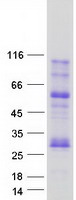 MOG Protein - Purified recombinant protein MOG was analyzed by SDS-PAGE gel and Coomassie Blue Staining